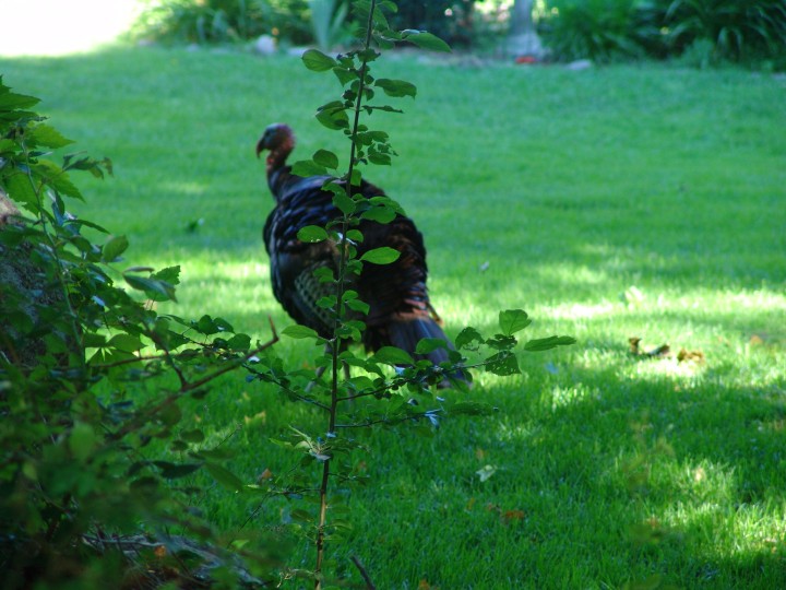 DSC05805.jpg  (95.1 Kb)