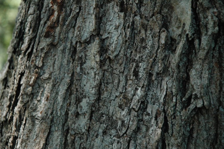 DSC_2287.jpg  (128.6 Kb)