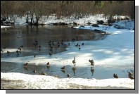 090208-013.jpg  (116.0 Kb)