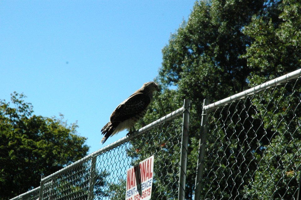DSC_6027.jpg  (173.5 Kb)