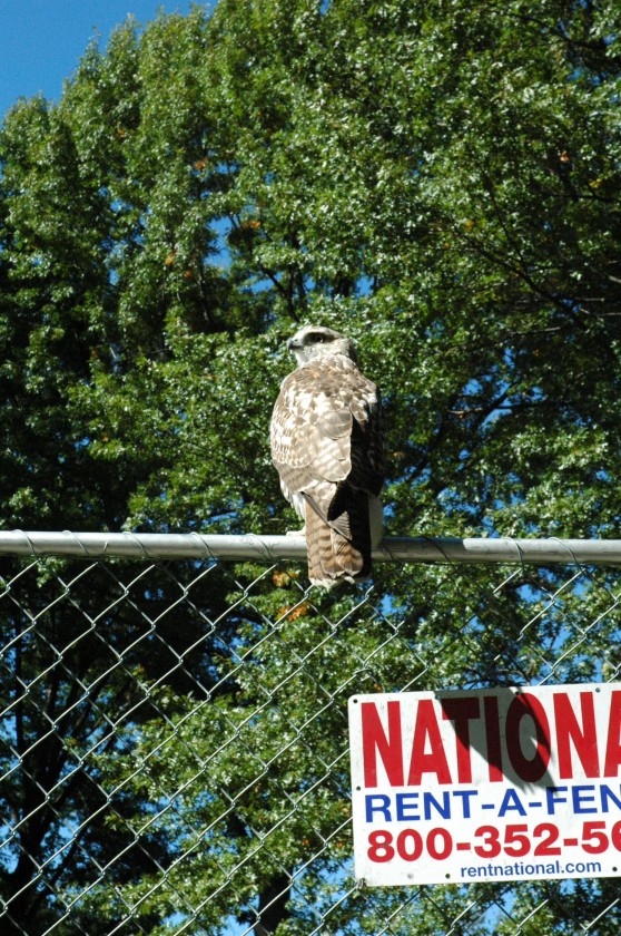 DSC_6028.jpg  (206.6 Kb)