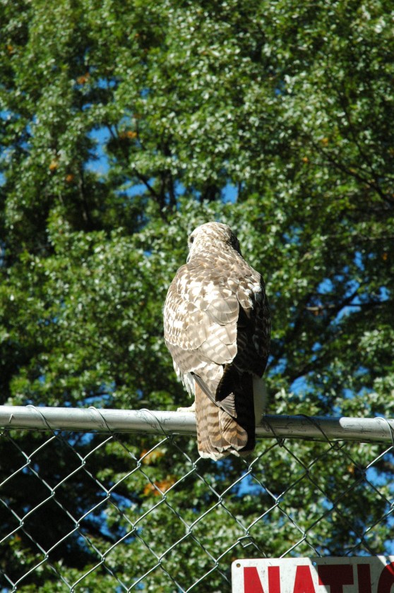 DSC_6029.jpg  (150.5 Kb)
