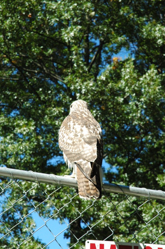 DSC_6030.jpg  (150.3 Kb)