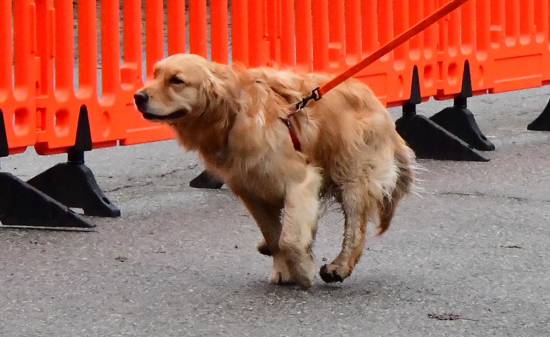 DSC_3366.JPG  (501.7 Kb)